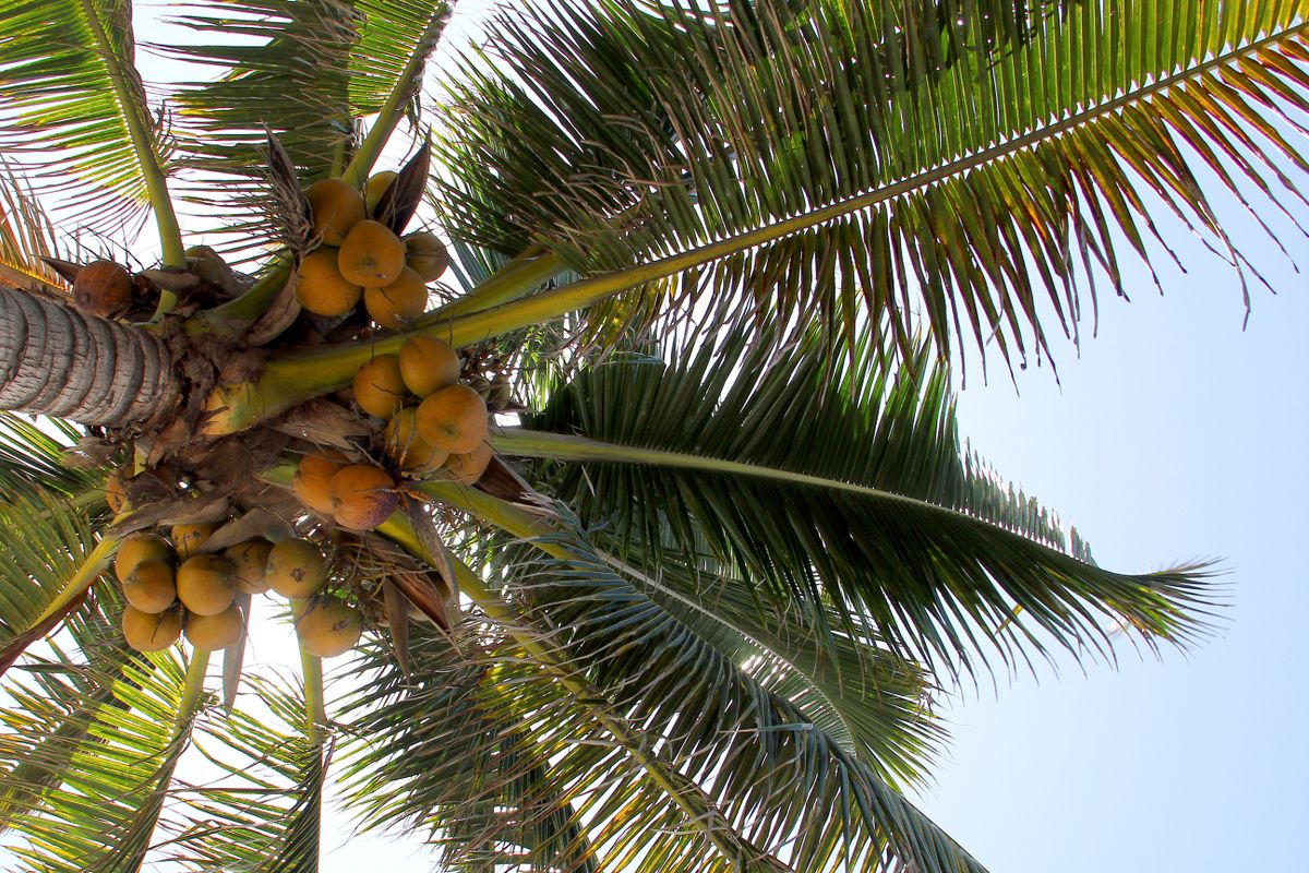 Puerto Barrios image