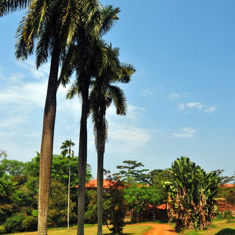 Entebbe image